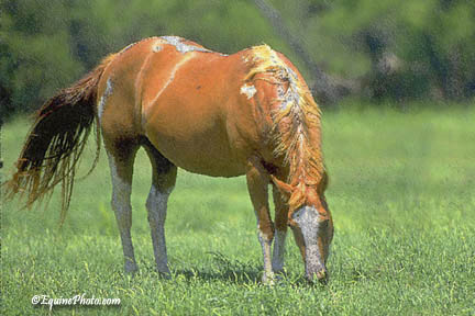 2331-0013 horse photo