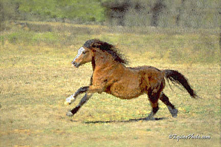 3772-0021 horse photo