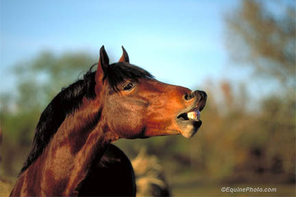 3772-0027 horse photo