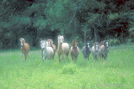 4165-0009 horse photo