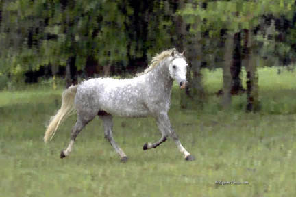 4501-0007 horse photo